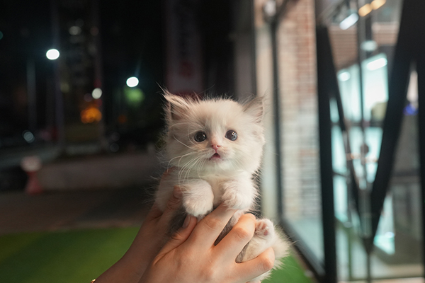 2랙돌 남아 75.jpg