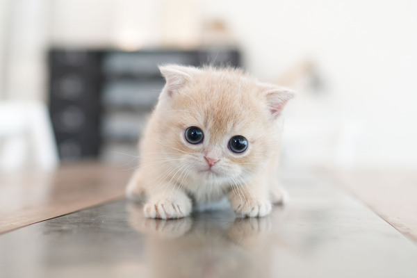 폴드.냥이와양이.30,남아.jpg