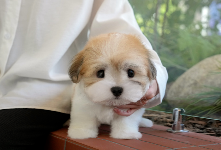 KakaoTalk_20261011_144938159.png