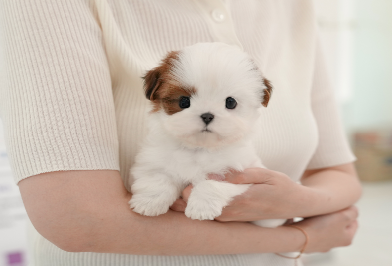 KakaoTalk_20261013_173341812.png