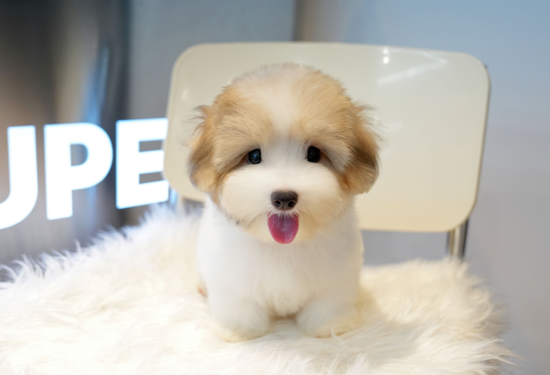 KakaoTalk_20261012_125351787.png