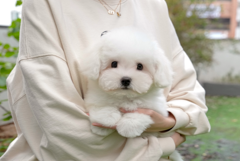 KakaoTalk_20261012_184812900.png