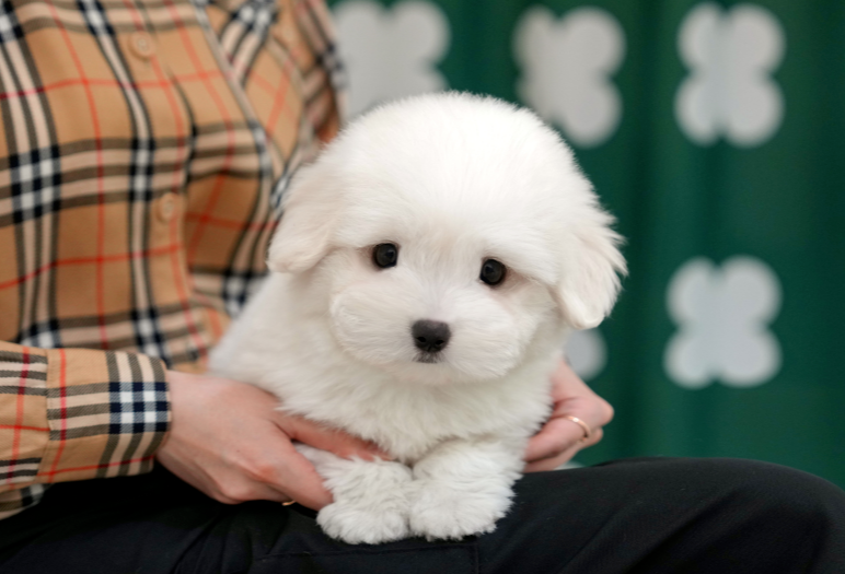 KakaoTalk_20261012_130219798.png