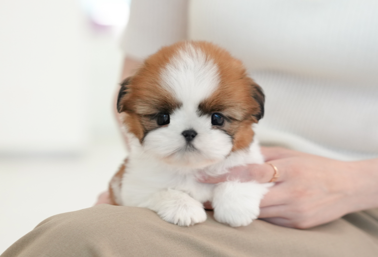 KakaoTalk_20261013_173203381.png