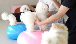 미유펫메뉴_2_4_on